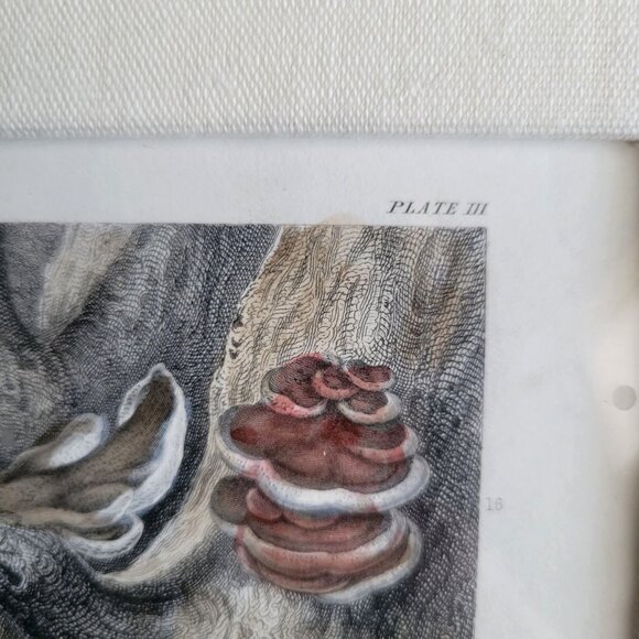 Rhind Botanical History Vegetable Kingdom Hand Colored Bookplate Mushrooms 1855 - Picture 7 of 11